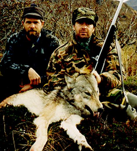 Alaska Peninsula Wolf